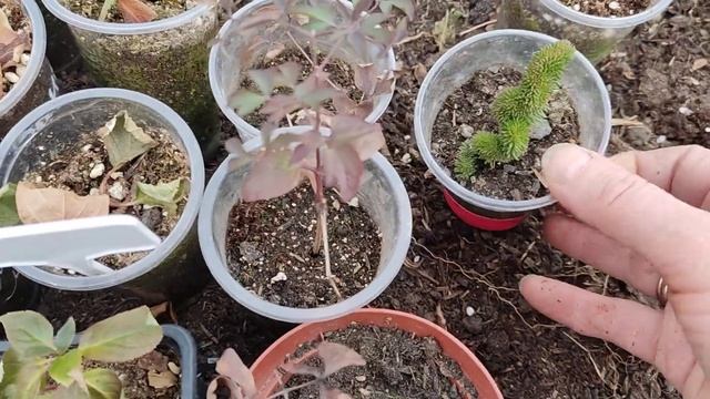 Как зимуют у меня черенки метельчатой гортензии. Все подробно рассказала и показала. смотреть онлайн