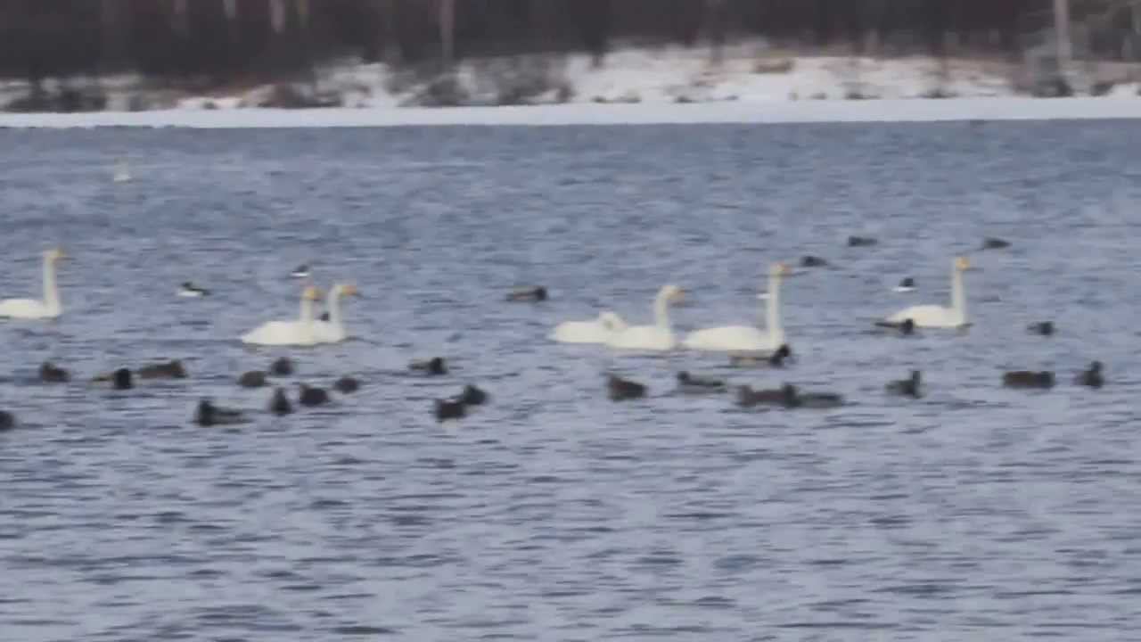 Лебеди на озере Светлое смотреть онлайн