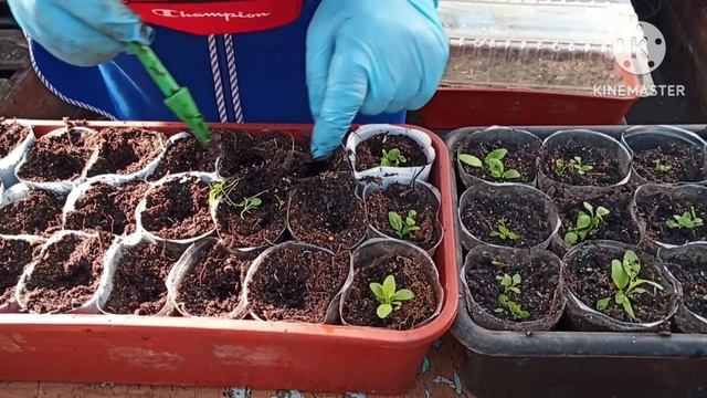 Пикируем Немезию и Цинерарию приморскую. смотреть онлайн