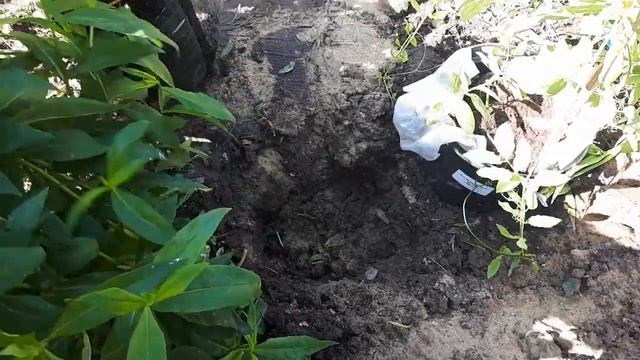Посадка клематиса и кобеи в белом саду! смотреть онлайн