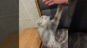 Шотландская кошка кусается и нападает #скоттишфолд