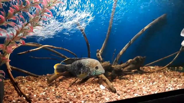 Астронотус смотреть онлайн