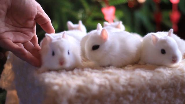 Карликовые кролики хототы малыши смотреть онлайн