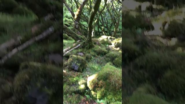 Moss Covered Rocks in the Faery Glen. смотреть онлайн
