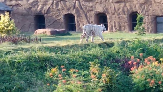 WHITE TIGER AT INDRODA PARK #whitetiger #tiger #ghandhinagar #indrodapark смотреть онлайн