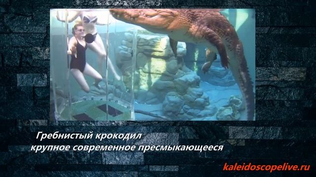 Гребнистый крокодил — крупное современное пресмыкающееся смотреть онлайн