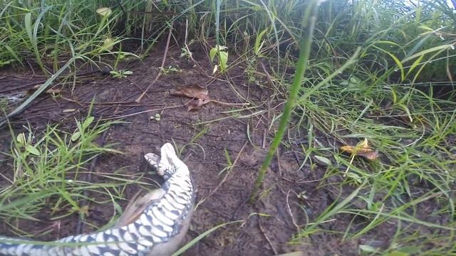Чем питаются змеи, видео rybachil.ru смотреть онлайн