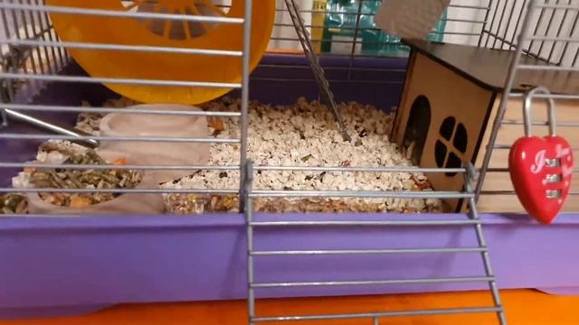 Что нужно купить чтобы завести хомяка ?? смотреть онлайн