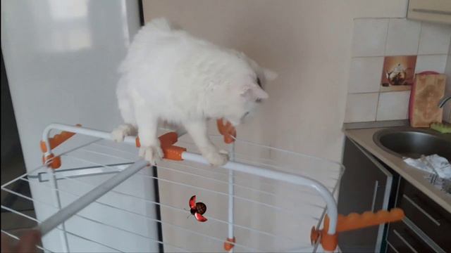 Кот Влашич и насекомые. InseCats смотреть онлайн