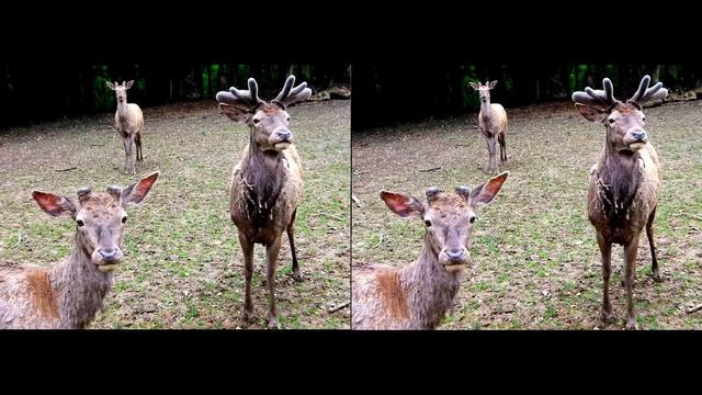 3D SBS [side by side] video diaporama 15 images смотреть онлайн
