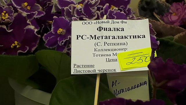 Выставка в Доме Фиалки!04.02.20г. 2.Стандарты! - обзор! смотреть онлайн