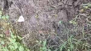 минеральное удобрение борофоска