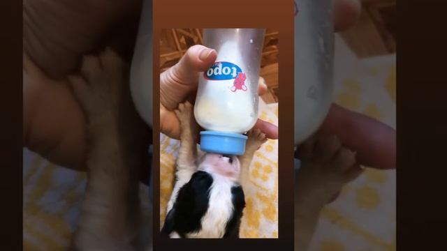 Чем кормить щенков , если у мамы мало молока .....? смотреть онлайн