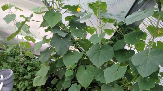 Теплица геодезический купол в Луганске смотреть онлайн