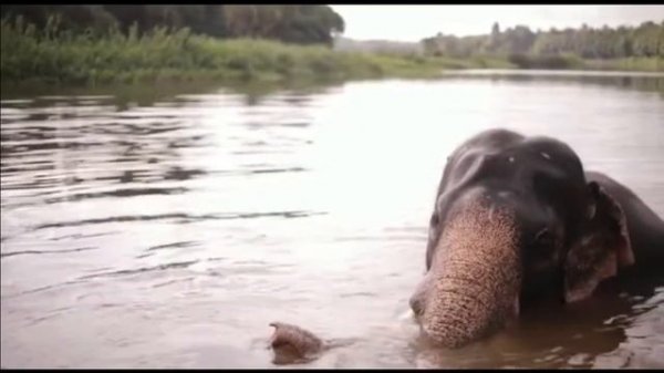 elephant screaming sounds | elephant sounds real