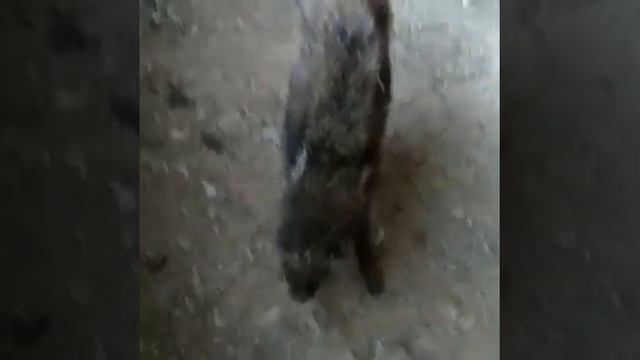 Спасение раненого животного