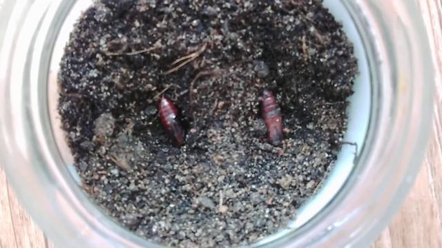 Первое видео🖥. Коконы🐛. смотреть онлайн