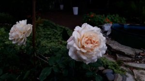 ✿➽ Роза Чандос Бьюти чайно-гибридная ??Первогодочка 2021??