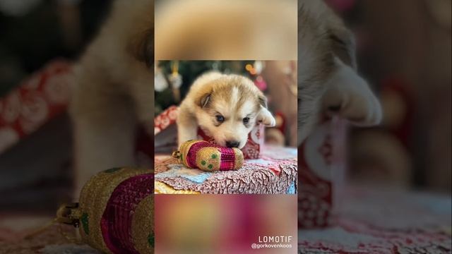 Щенки маламута смотреть онлайн