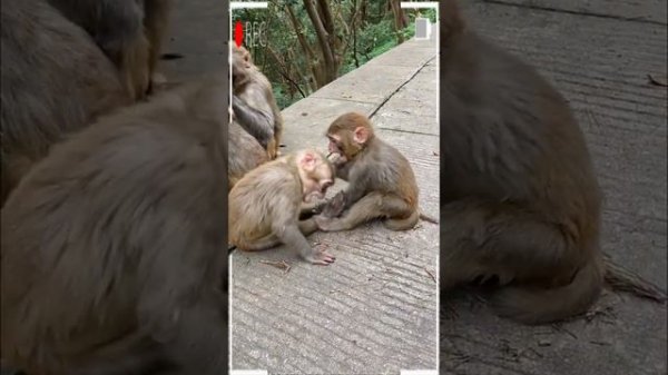 The Best of Monkey Videos - A Funny Eating Monkeys Compilation Ep252