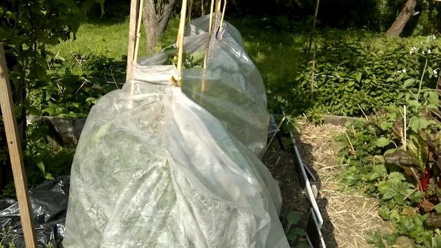 Маленький Огородик Елены Тереховой -   Помидоры 2014.06.25