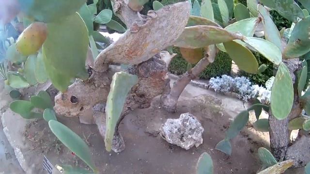 Камни и кактусы Балчик Каменный лес Болгария смотреть онлайн