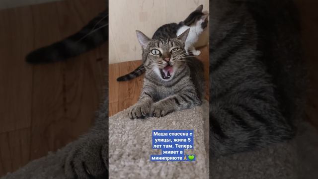 У Маши признаки атаксии. #добро #помощь #котики #любовь #спасение #зоозащитники #волонтеры смотреть онлайн