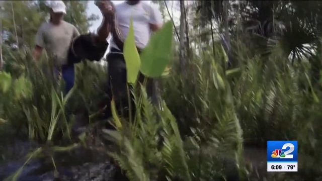 2023 Florida Python Challenge has been announced смотреть онлайн