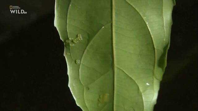 Какой необычный способ размножения выбрали копеллы Арнольда (Copella arnoldi) в бассейне Амазонки смотреть онлайн