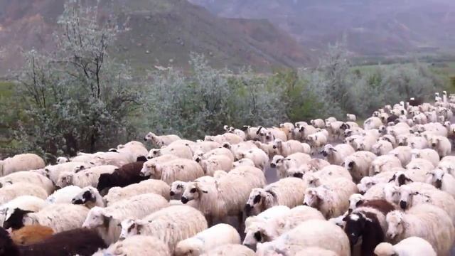 Армения. Барашки. Горы. смотреть онлайн