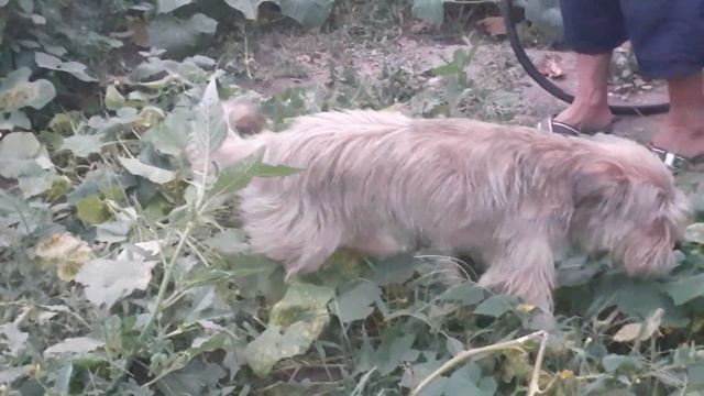 21 августа 2023 г. РАДУЕМСЯ, ИГРАЕМ С КУСАКОЙ И БУСЕЙ.🐶 🐕. смотреть онлайн