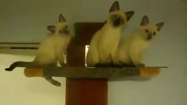 О китайском болванчике ( Китайский болванчике) - песня смотреть онлайн