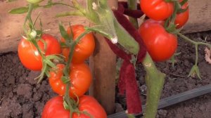 18 СОРТОВ ТОМАТОВ В ОДНОМ ВИДЕО. Ольга Чернова.