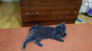 Вязка британцев.