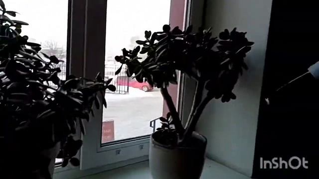 Денежное дерево. ? Толстяночке 15 лет. ? смотреть онлайн