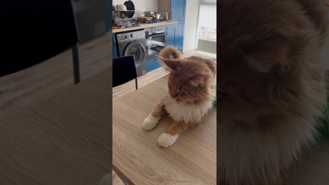 Ленивые игры🐾🐈 #будникота #рыжийкот #персик #большиекошки #мейнкун смотреть онлайн