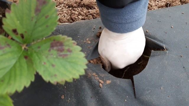 Клубнику сажаем осенью. Ещё не поздно. смотреть онлайн