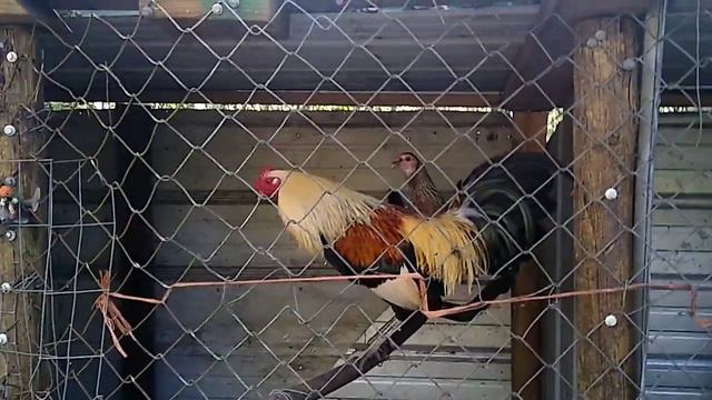 Florida Survival Chickens, Harsh Winter? No Problem 👍 смотреть онлайн