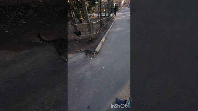 Одесса зоопарк / вход с парка смотреть онлайн