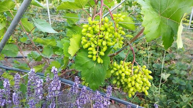 Про деякі особливості кш Цимус смотреть онлайн