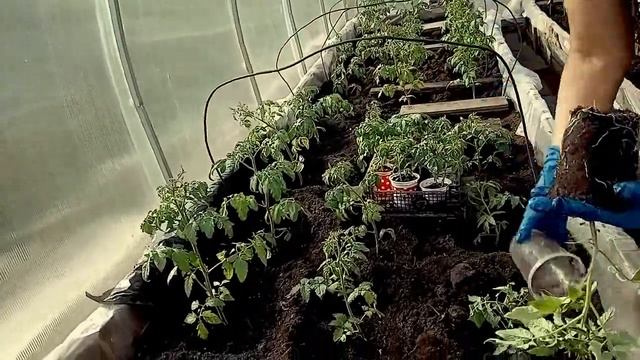 Как посадить помидоры в теплицу смотреть онлайн