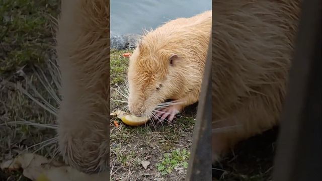Нутрии, или болотные бобры. Местные "товарищи". Николо-Угрешский монастырь. Дзержинский 09.04.2023 смотреть онлайн