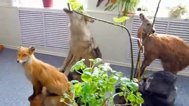 Я и 2 медведя лиса и волк смотреть онлайн