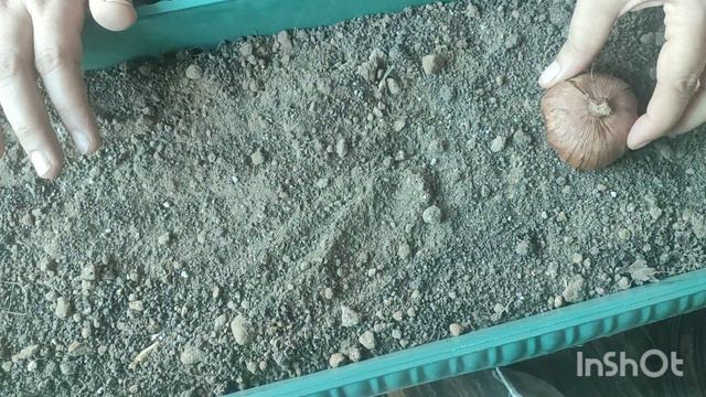 How to grow gladiolus at home смотреть онлайн