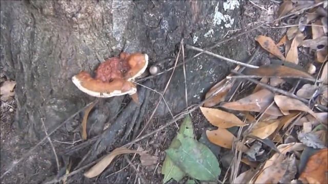 Powerful Medicinal Mushrooms