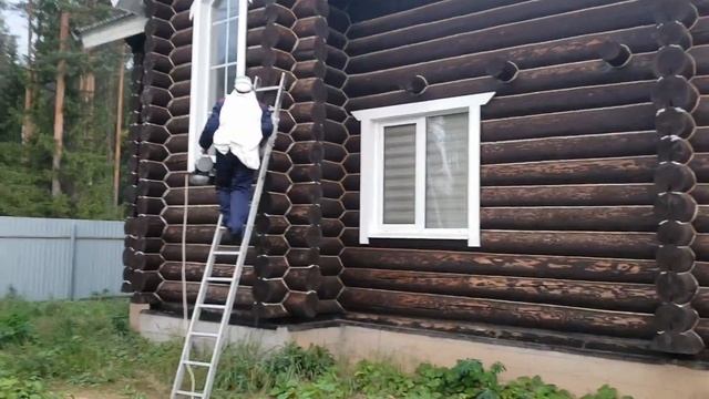 гигантские шершни в доме//Уничтожение шершней холодным туманом//Дезинсекция смотреть онлайн