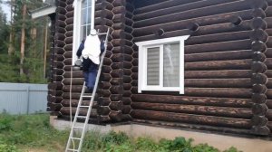 гигантские шершни в доме//Уничтожение шершней холодным туманом//Дезинсекция