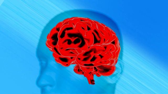 Чем отличается мозг женщины от мозга мужчины