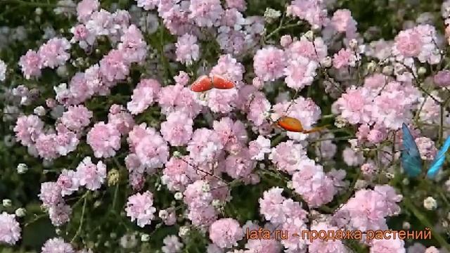 Гипсофила метельчатая Фламинго ? обзор: как сажать, саженцы гипсофилы Фламинго смотреть онлайн