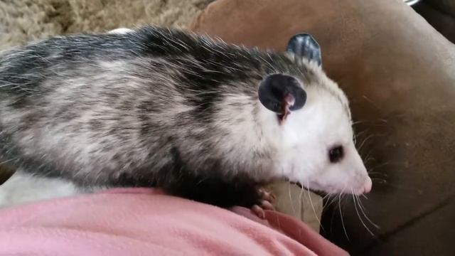 Vermin Supreme смотреть онлайн